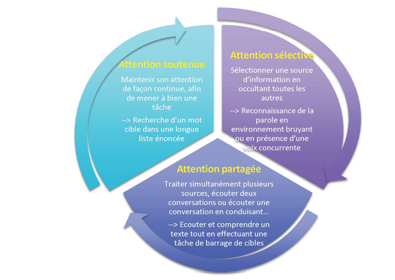 Schéma des trois types d'attention : soutenue, sélective et partagée